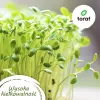 Toraf Flavor Symphony siemensetti - 12 pakkausta