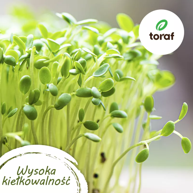 Toraf Flavor Symphony siemensetti - 12 pakkausta