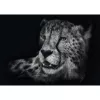 Ashley Rader: Speed - Gepard, Im Zeichen der Anmut, palapeli 1000 palaa