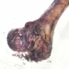 PETMEX Schinken-Knochen - pureskeluherkku koirille - 1 kpl