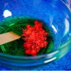 Liscianigiochi tiedesarja Crazy Science Slime Chameleon 304-PL89246 – opetuksellinen limakokeilusarja