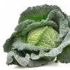 PNOS savoijinkaali Langedijska vihannessiemenet, 2 g