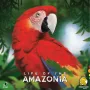 Life of the Amazonia, lautapeli