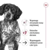 ROYAL CANIN SHN Medium Ageing Loaf tölkki 410 g