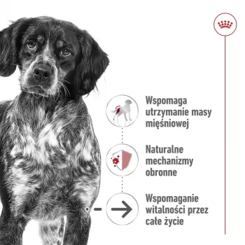 ROYAL CANIN SHN Medium Ageing Loaf tölkki 410 g