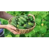 Wisconsin-kurkku SMR 58 Toraf vihannessiemenet, 5 g pakkaus