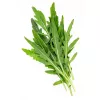 PNOS rucola Eruca sativa siemenet nauhalla, 6 m