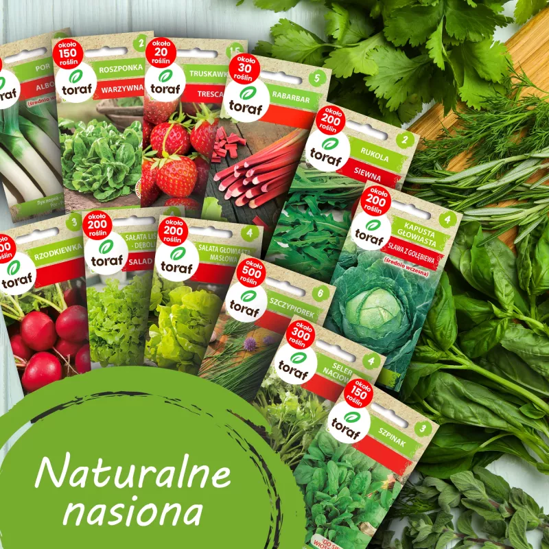 TORAF Spring Flavors siemensetti - 12 pakkausta