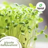 Toraf tomaatinsiemensetti Eden – 8 pakkausta