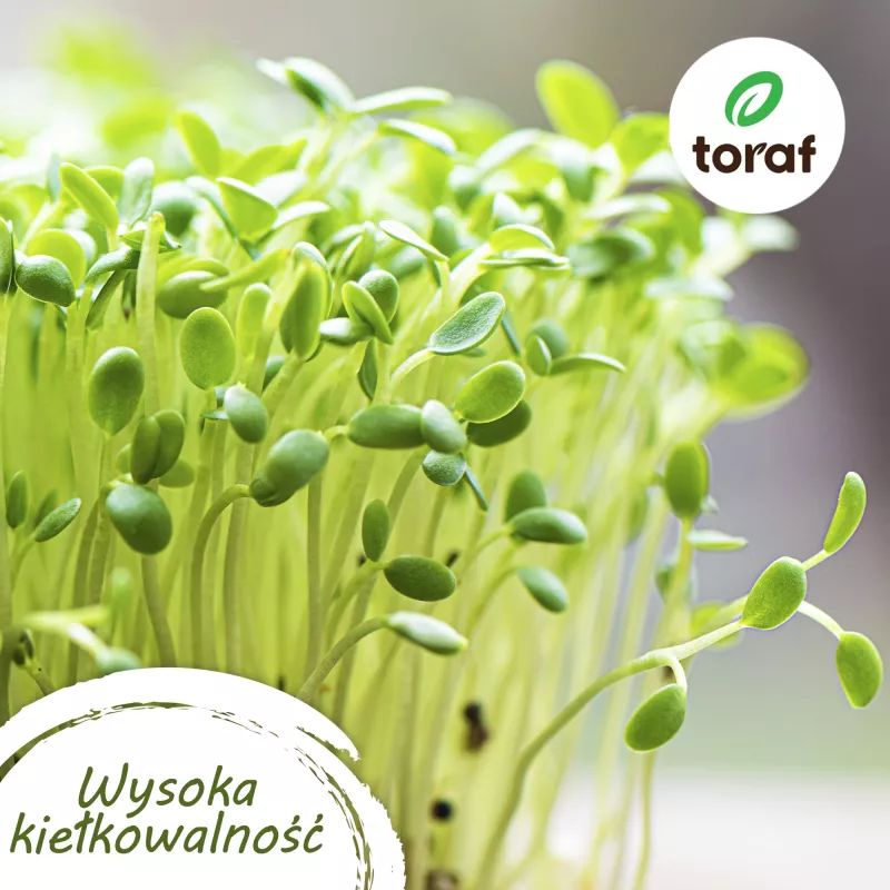 Toraf tomaatinsiemensetti Eden – 8 pakkausta