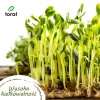 Toraf vihannessiemen-harmoniasetti – 12 pakkausta