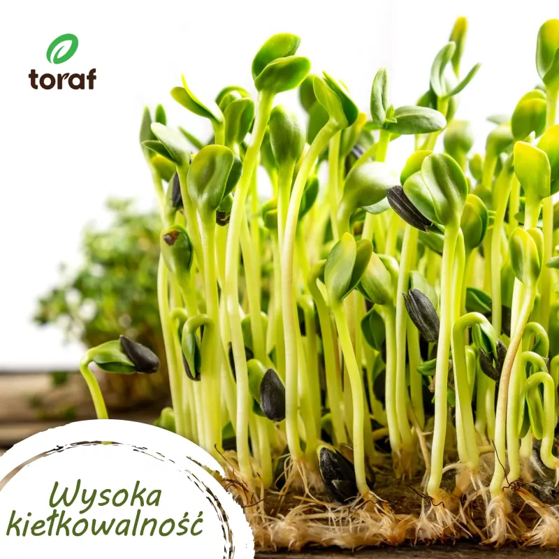 Toraf vihannessiemen-harmoniasetti – 12 pakkausta