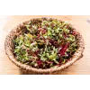 China Rose -retiisin siemenet idätykseen, 20 g pakkaus