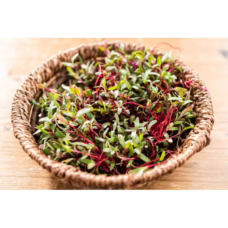 China Rose -retiisin siemenet idätykseen, 20 g pakkaus