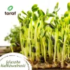 Toraf Summer Flavors siemensetti - 7 pakkausta