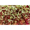 China Rose -retiisin siemenet idätykseen, 20 g pakkaus