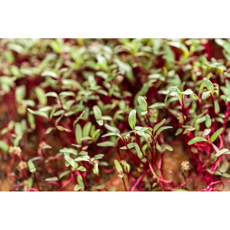 China Rose -retiisin siemenet idätykseen, 20 g pakkaus