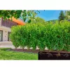 Gardena Micro-Drip-System tippukastelulinja, 1,6 l/h, 50 m (13504-20)