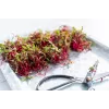 China Rose -retiisin siemenet idätykseen, 20 g pakkaus