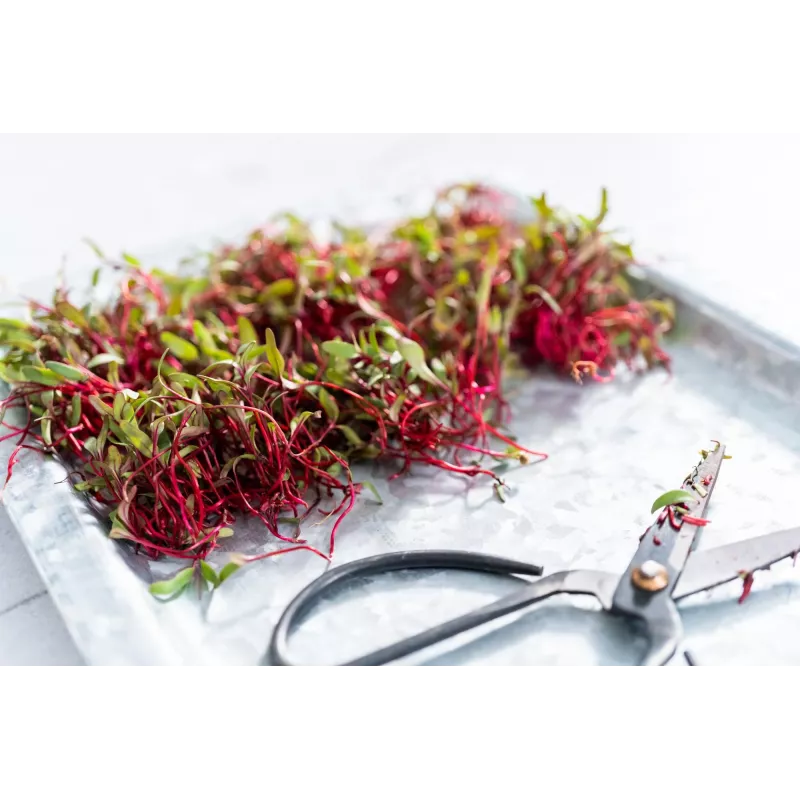 China Rose -retiisin siemenet idätykseen, 20 g pakkaus