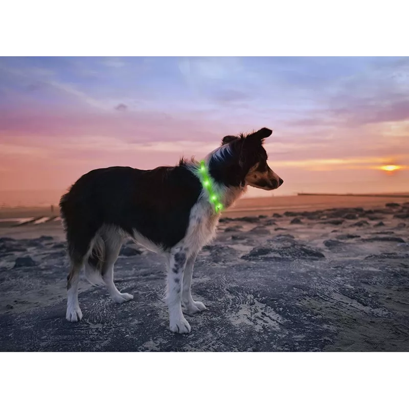 LED-panta Anicoll vihreä koirille ja kissoille malli ladattava valaistus