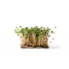 China Rose -retiisin siemenet idätykseen, 20 g pakkaus