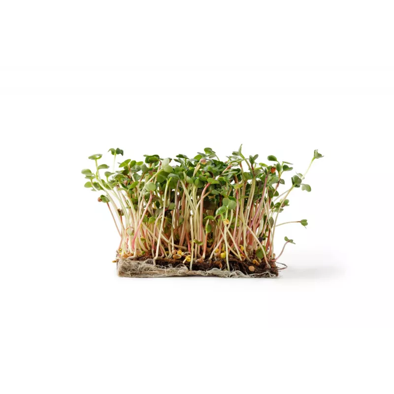 China Rose -retiisin siemenet idätykseen, 20 g pakkaus