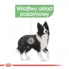 ROYAL CANIN CCN Medium Digestive Care - kuivaruoka koirille - 3 kg