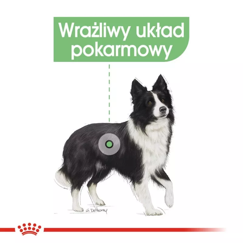 ROYAL CANIN CCN Medium Digestive Care - kuivaruoka koirille - 3 kg