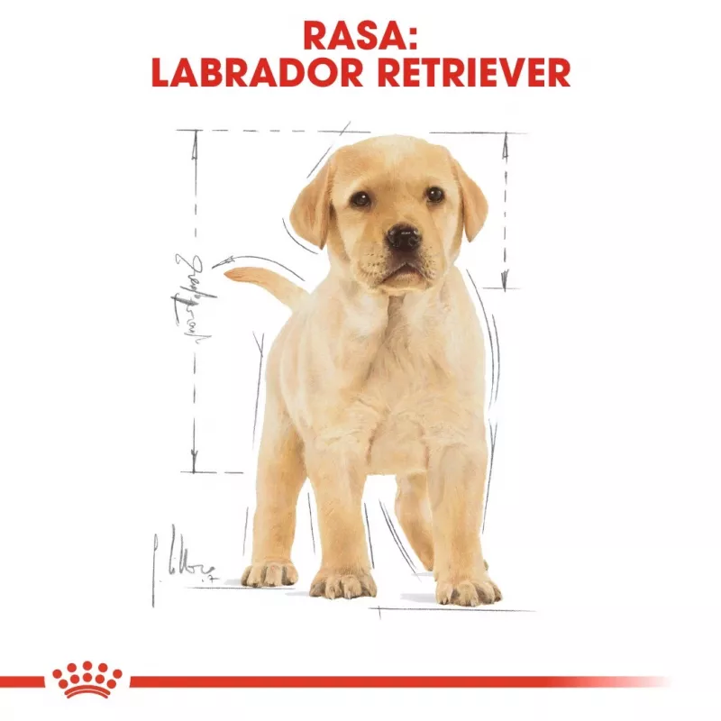 ROYAL CANIN SHN Breed Labrador Junior kuivaruoka koirille - 12 kg