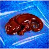 Liscianigiochi tiedesarja Crazy Science Slime Chameleon 304-PL89246 – opetuksellinen limakokeilusarja