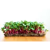 China Rose -retiisin siemenet idätykseen, 20 g pakkaus