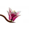 LEGO BOTANICALS 11510 Magnoliaoksat