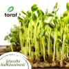 TORAF Spring Flavors siemensetti - 12 pakkausta