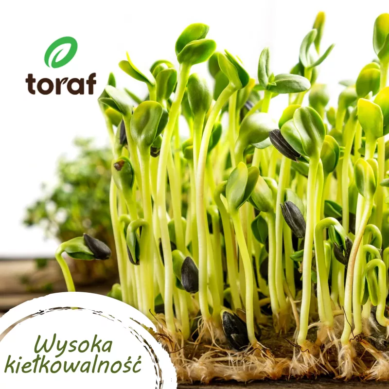 TORAF Spring Flavors siemensetti - 12 pakkausta