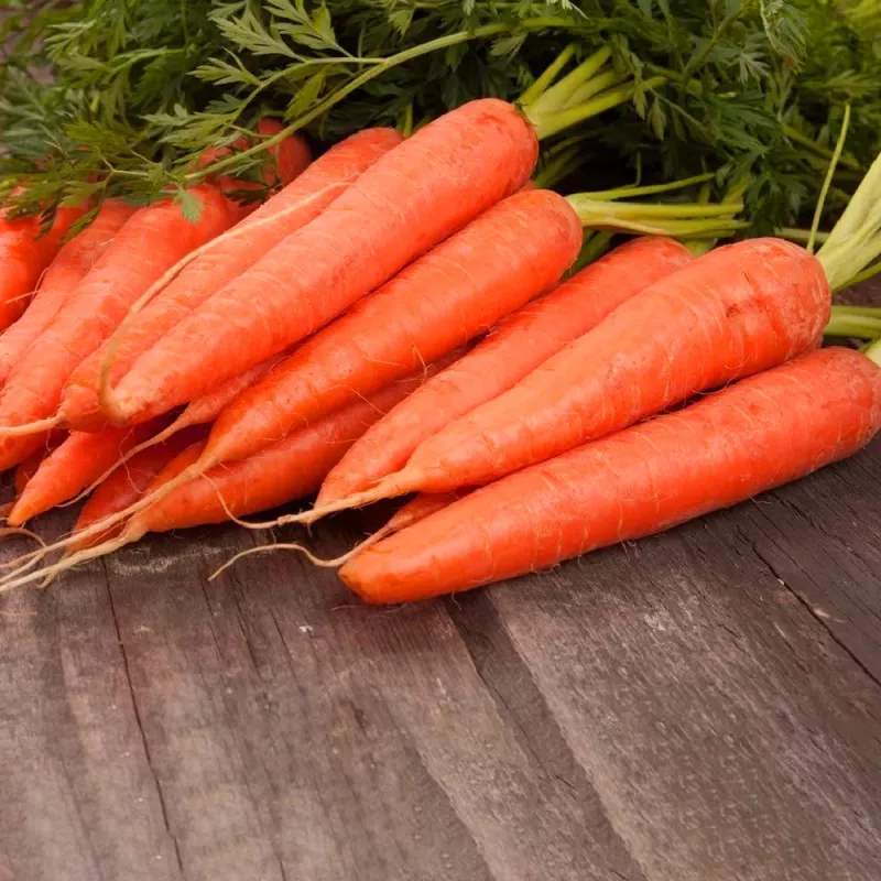 PNOS ruokaporkkana Dolanka siemennauha, 6 m