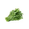 PNOS rucola Eruca sativa siemenet nauhalla, 6 m