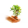 Vapaasti seisova liesi Amica 618GE3.39HZpTaDpNA(W)