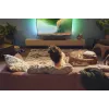 Soundbar-kaiutin Philips TAB5309/10 120 W