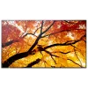 Sharp MultiSync M552 Digital Signage -näyttö 139.7 cm (55 tuumaa) LCD 550 cd/m² 4K Ultra HD musta kosketusnäyttö
