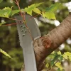 Puutarhaviidakkoveitsi Fiskars 1051236 ruostumaton teräs oranssi kahva
