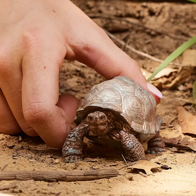 Figuuri, Schleich, WILD LIFE jättiläiskilpikonna