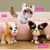 FurReal Poop-a-lots corgi, poika/tyttö, 4 vuosi/vuotta, soiva
