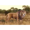 Schleich WILD LIFE karjuva leijona monivärinen muovi alkaen 3 vuotta
