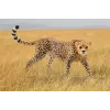 Figuuri Schleich WILD LIFE gepardi naaras 14746
