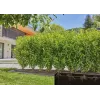 Gardena Micro-Drip-System tippukasteluputki pensaille ja pensasaidoille, 1,6 l/h, 25 m, musta (13503-20)