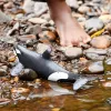Figuurilelu Schleich WILD LIFE miekkavalas