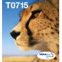 Epson monipakkaus 4 väriä T071 EasyMail, standard yield, musta, syaani, magenta, keltainen, 7,4 ml, 5,5 ml, 1 kpl, monipakkaus