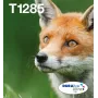 Mustesuihku monipakkaus mustepatruunat Epson Fox T128 EasyMail — 4 väriä (musta 5,9 ml; syaani/magenta/keltainen 3,5 ml)