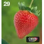 Epson Strawberry monipakkaus 4 väriä 29 EasyMail, standardiriitto, musta, syaani, magenta, keltainen, 5,3 ml, 3,2 ml, 1 kpl, monipakkaus